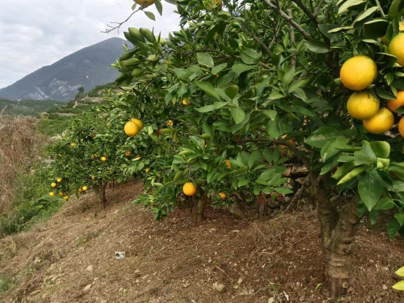 湖北宜昌秭归县园红脐橙，一手货源质量保证，对接商超市场