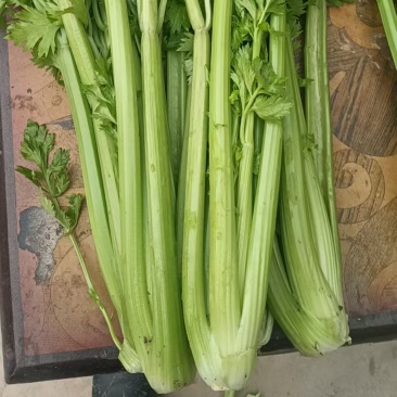 河南芹菜产地直发全国供应对接商超档口