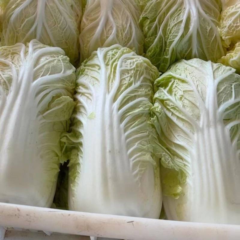 娃娃菜云南产区直发保质保量供货对接全国