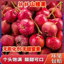 山楂果新鲜装鲜山楂现摘大山楂山里红果糖葫芦干片批发价鲜果