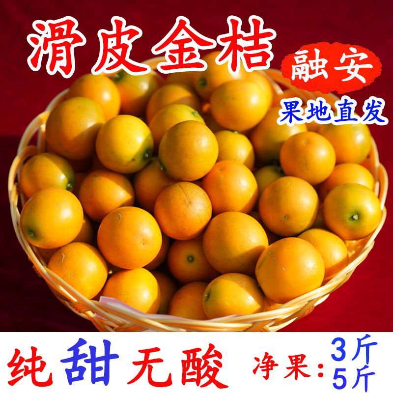 广西融安金桔【超低价】新鲜水果(顺丰包邮)融安滑皮金桔