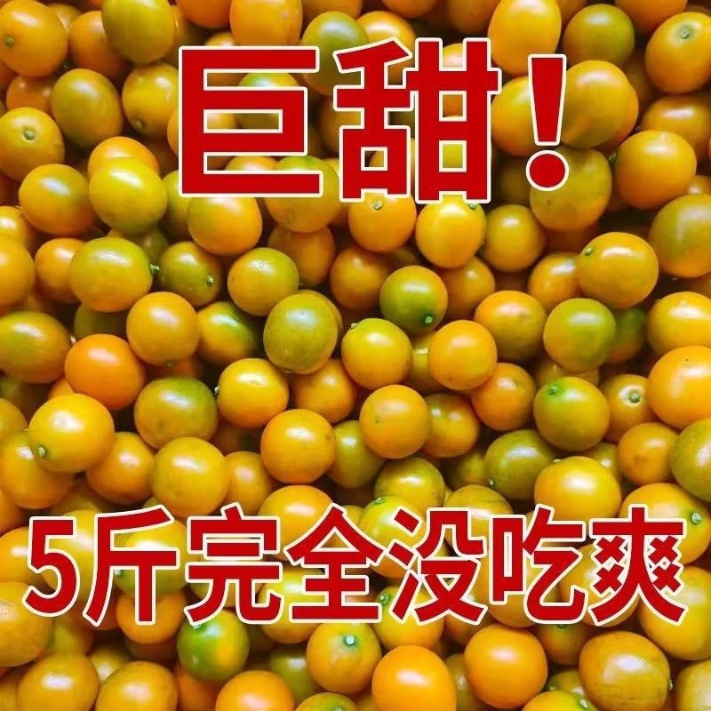 广西融安金桔【超低价】新鲜水果(顺丰包邮)融安滑皮金桔