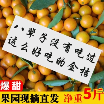 广西融安金桔【超低价】新鲜水果(顺丰包邮)融安滑皮金桔