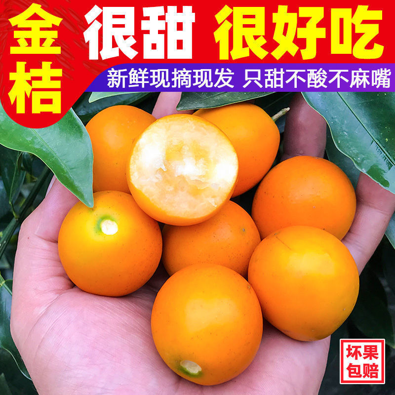 广西融安金桔【超低价】新鲜水果(顺丰包邮)融安滑皮金桔