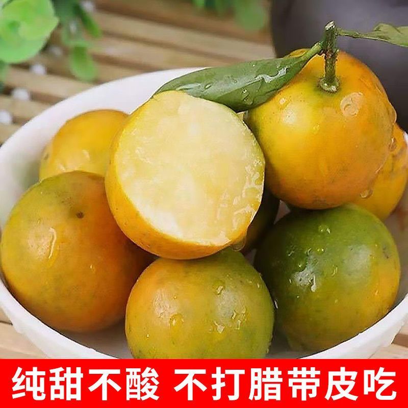 广西融安金桔【超低价】新鲜水果(顺丰包邮)融安滑皮金桔