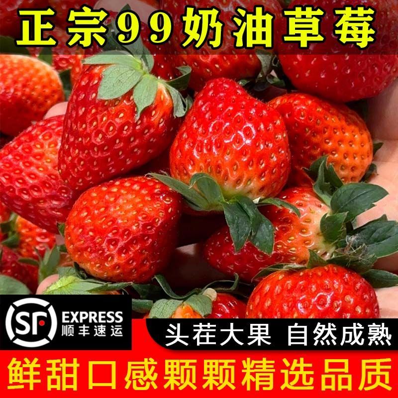草莓正宗奶油99大草莓新鲜一整箱应季酸甜非丹