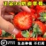 草莓正宗奶油99大草莓新鲜一整箱应季酸甜非丹