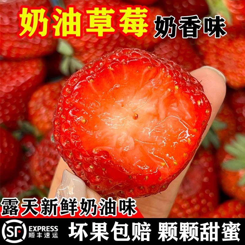 草莓正宗奶油99大草莓新鲜一整箱应季酸甜非丹