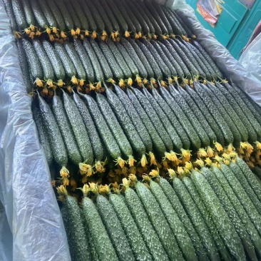 山西精品黄瓜，越冬黄瓜，一手货源，保质保量，货量充足