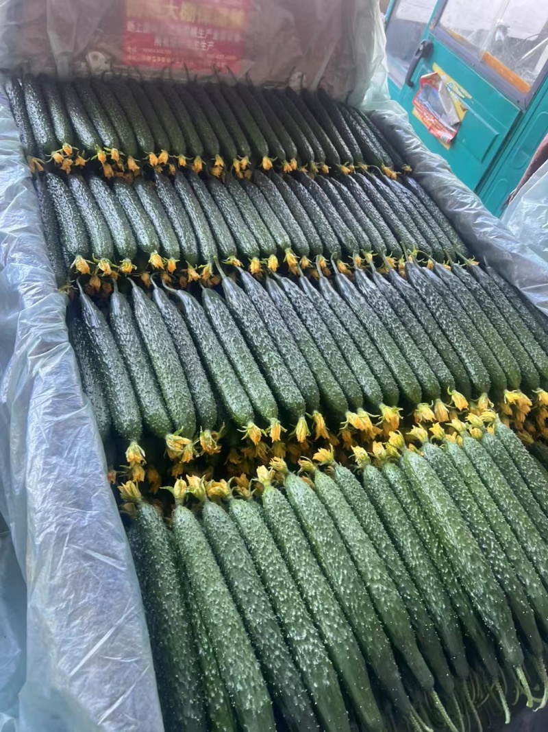 山西精品黄瓜，越冬黄瓜，一手货源，保质保量，货量充足