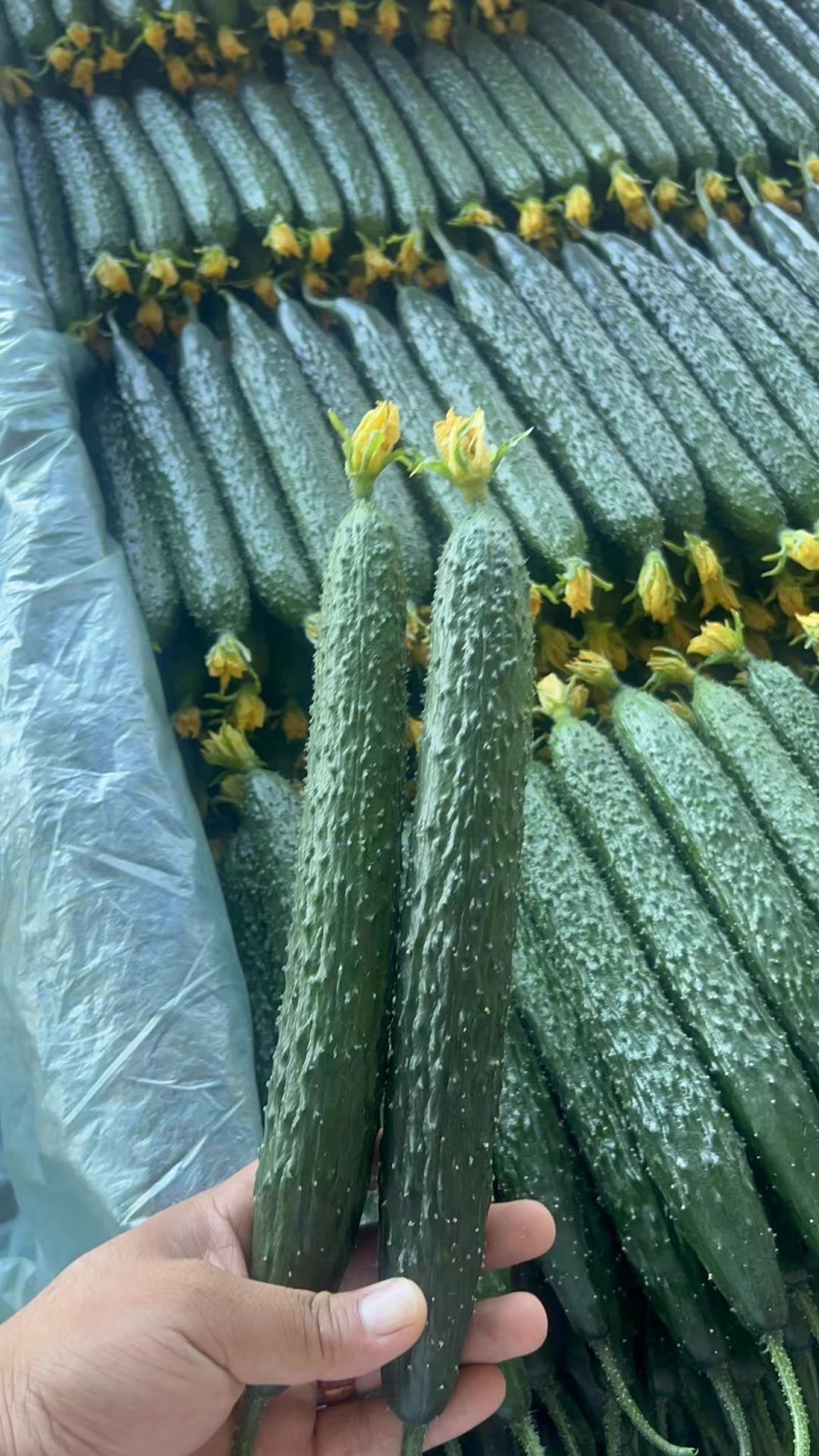 山西精品黄瓜，越冬黄瓜，一手货源，保质保量，货量充足