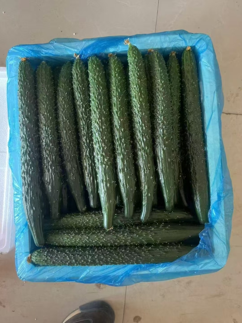 山西精品黄瓜，越冬黄瓜，一手货源，保质保量，货量充足