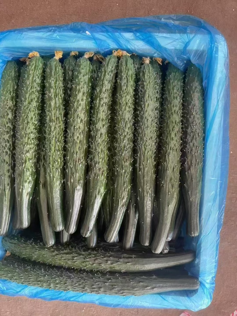 山西精品黄瓜，越冬黄瓜，一手货源，保质保量，货量充足