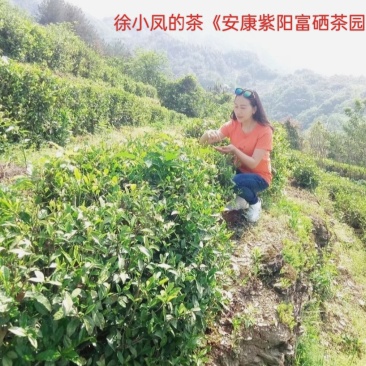 毛尖茶徐小凤的茶紫阳富硒茶园直供，手工采摘制作，海拔高