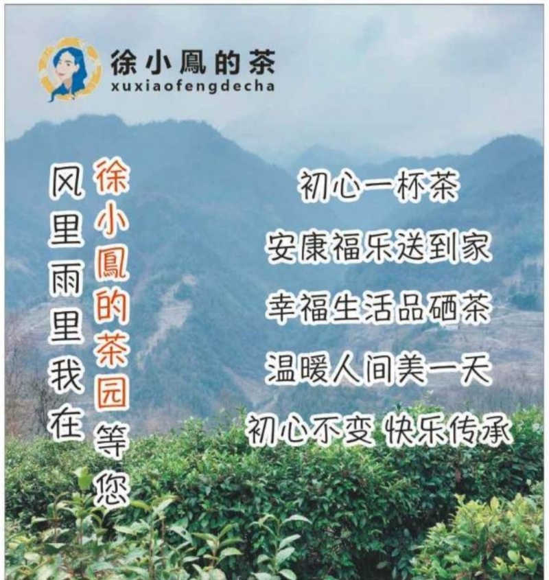毛尖茶徐小凤的茶紫阳富硒茶园直供，手工采摘制作，海拔高