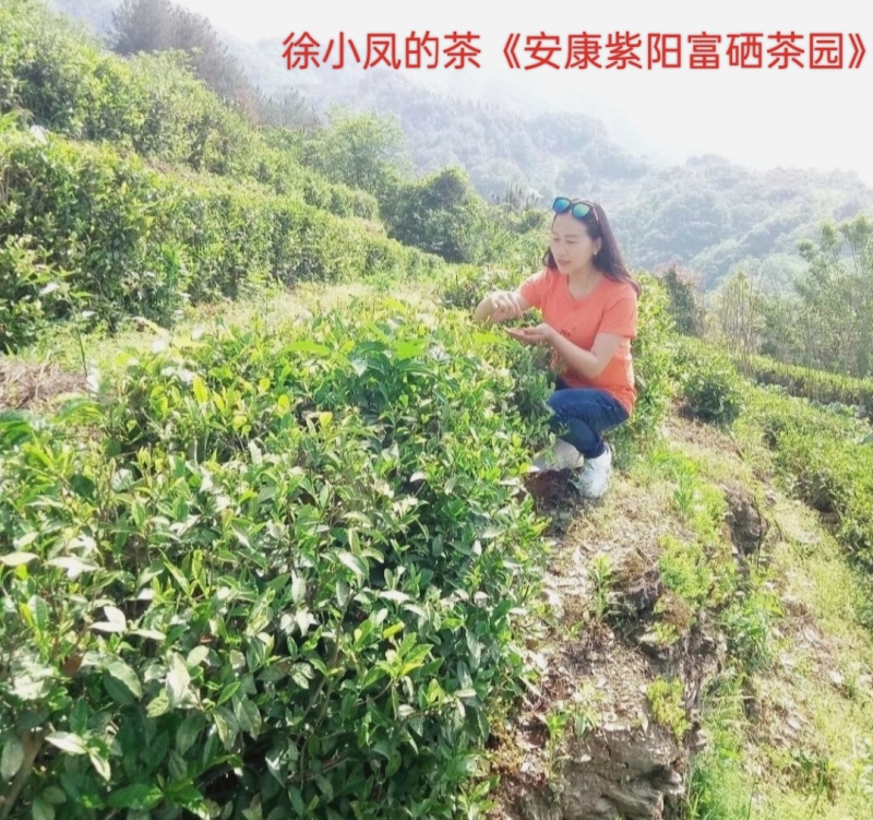 富硒茶绿茶紫阳茶园直供徐小凤富硒茶区手采干净