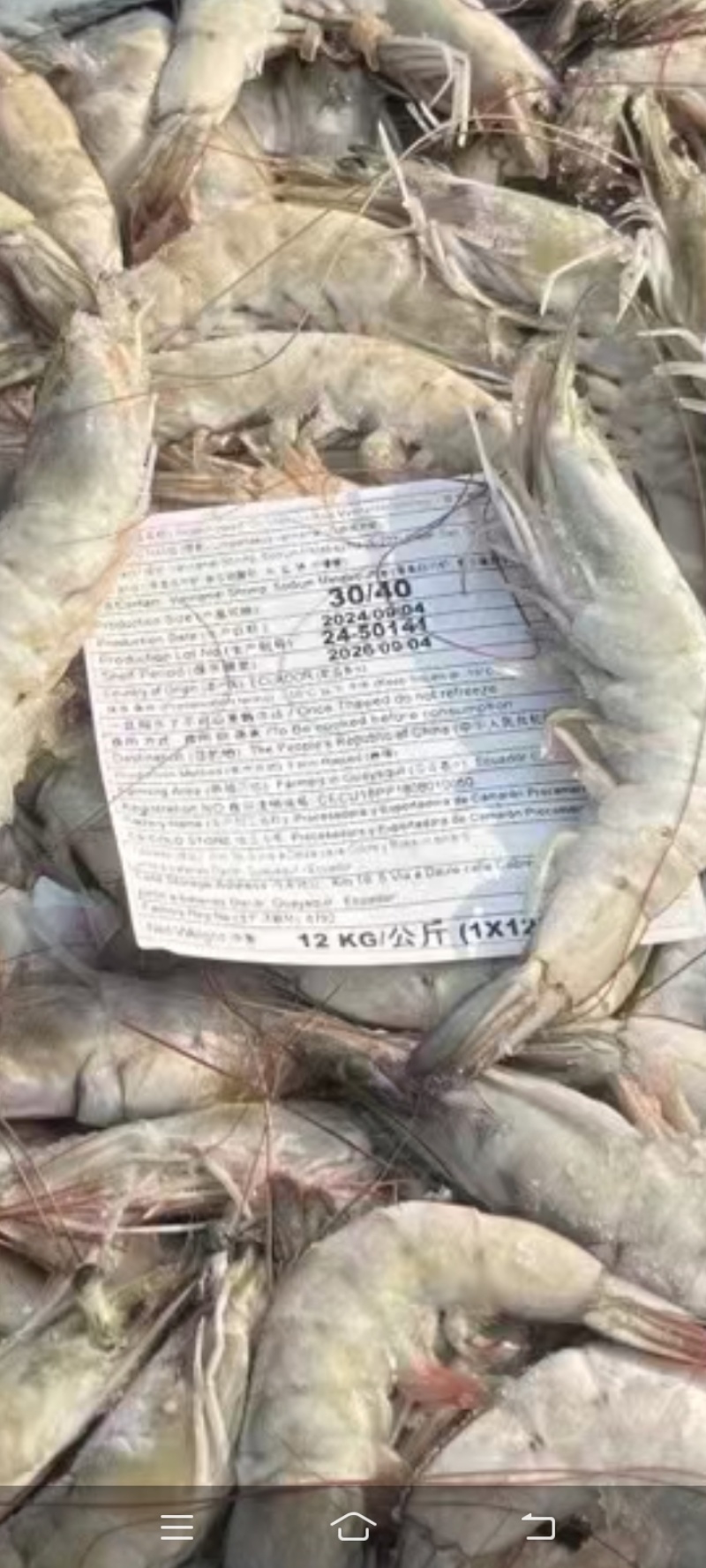 卡玛大板高品质海虾规格齐全，一手货源，欢迎询价