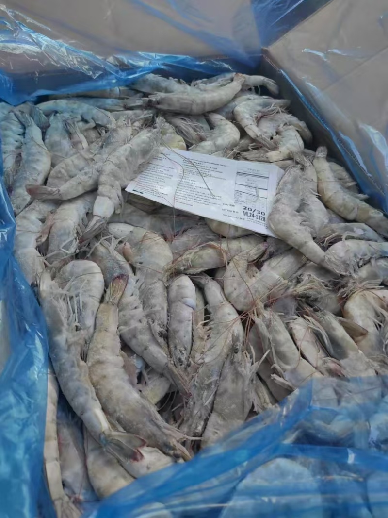 卡玛大板高品质海虾规格齐全，一手货源，欢迎询价