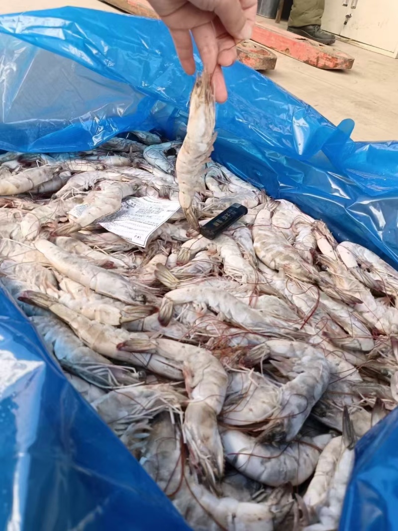 卡玛大板高品质海虾规格齐全，一手货源，欢迎询价