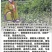 古树红茶徐小凤紫阳富硒红茶太阳晒干金沙土干净奋斗快乐传承