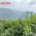 茶叶徐小凤的茶，紫阳富硒茶园直供金沙土手工采摘海拔高初心