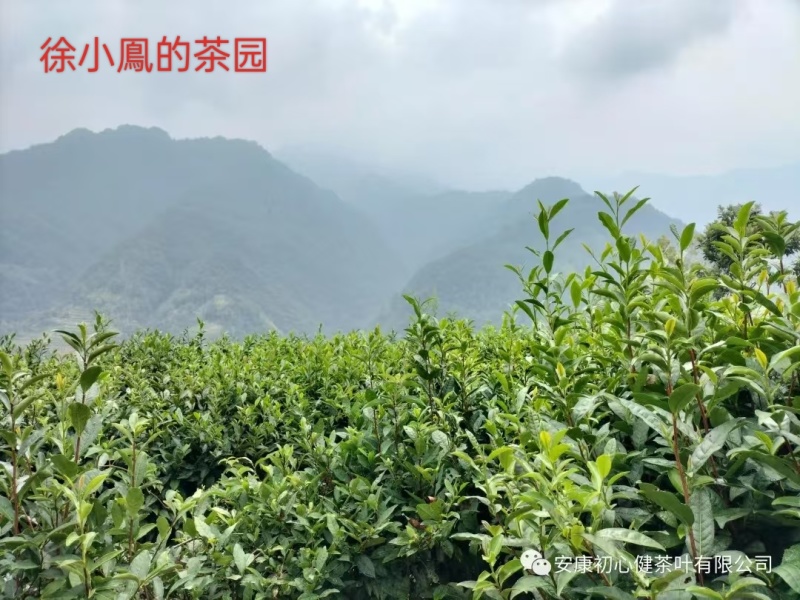 茶叶徐小凤的茶，紫阳富硒茶园直供金沙土手工采摘海拔高初心