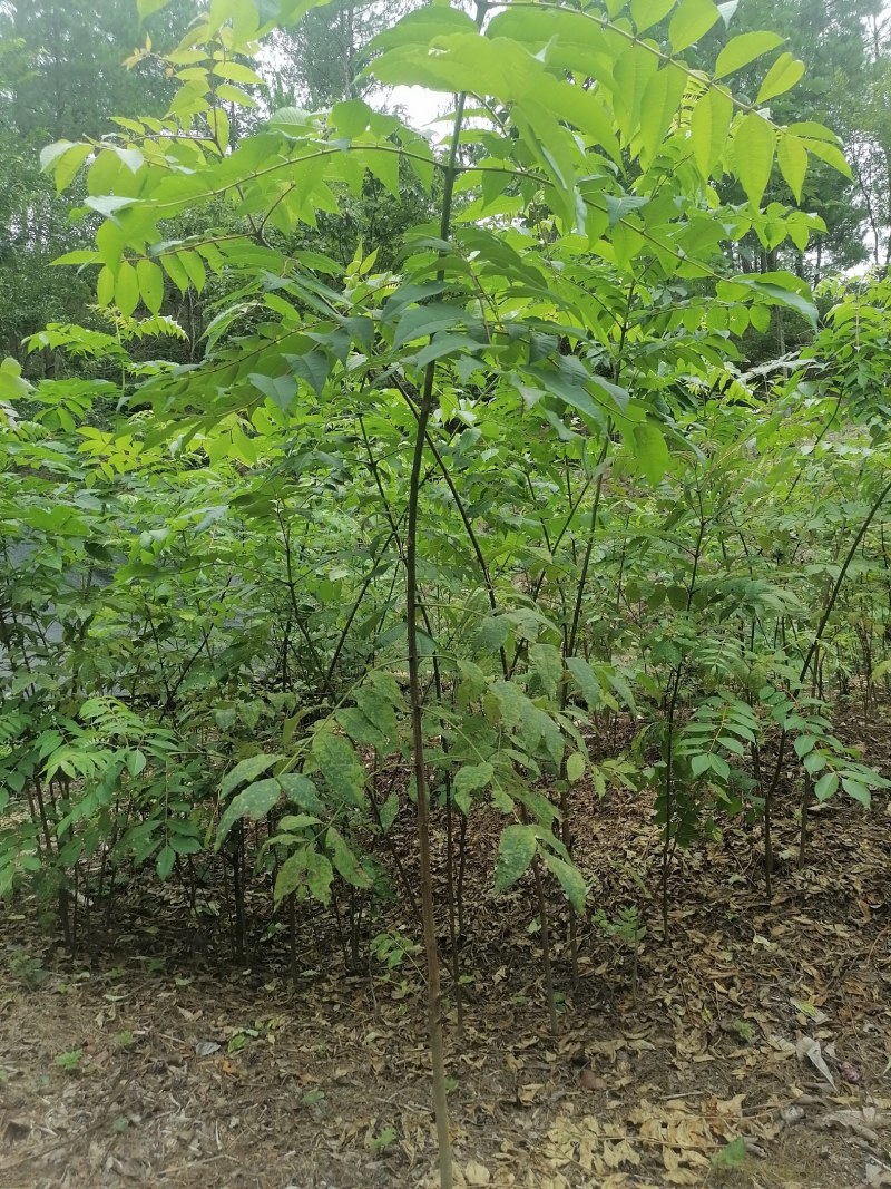 川黄柏苗比同类其它长的快皮厚药用价值高易成活见效快