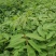 川黄柏苗比同类其它长的快皮厚药用价值高易成活见效快