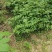 川黄柏苗比同类其它长的快皮厚药用价值高易成活见效快