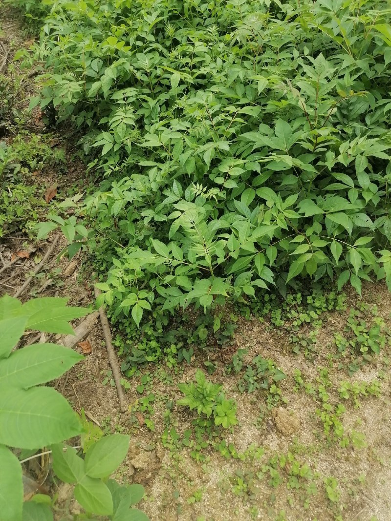 川黄柏苗比同类其它长的快皮厚药用价值高易成活见效快