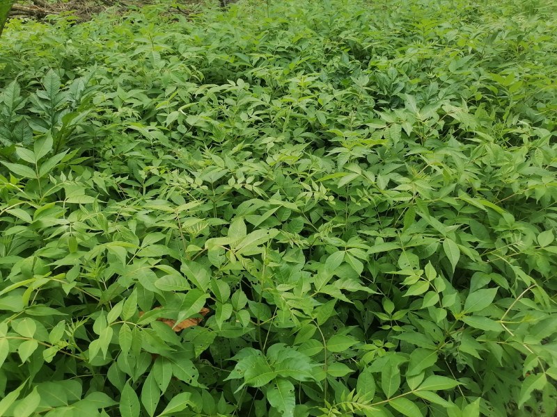 川黄柏苗比同类其它长的快皮厚药用价值高易成活见效快