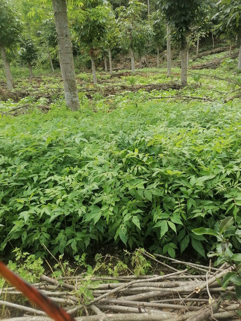 川黄柏苗比同类其它长的快皮厚药用价值高易成活见效快