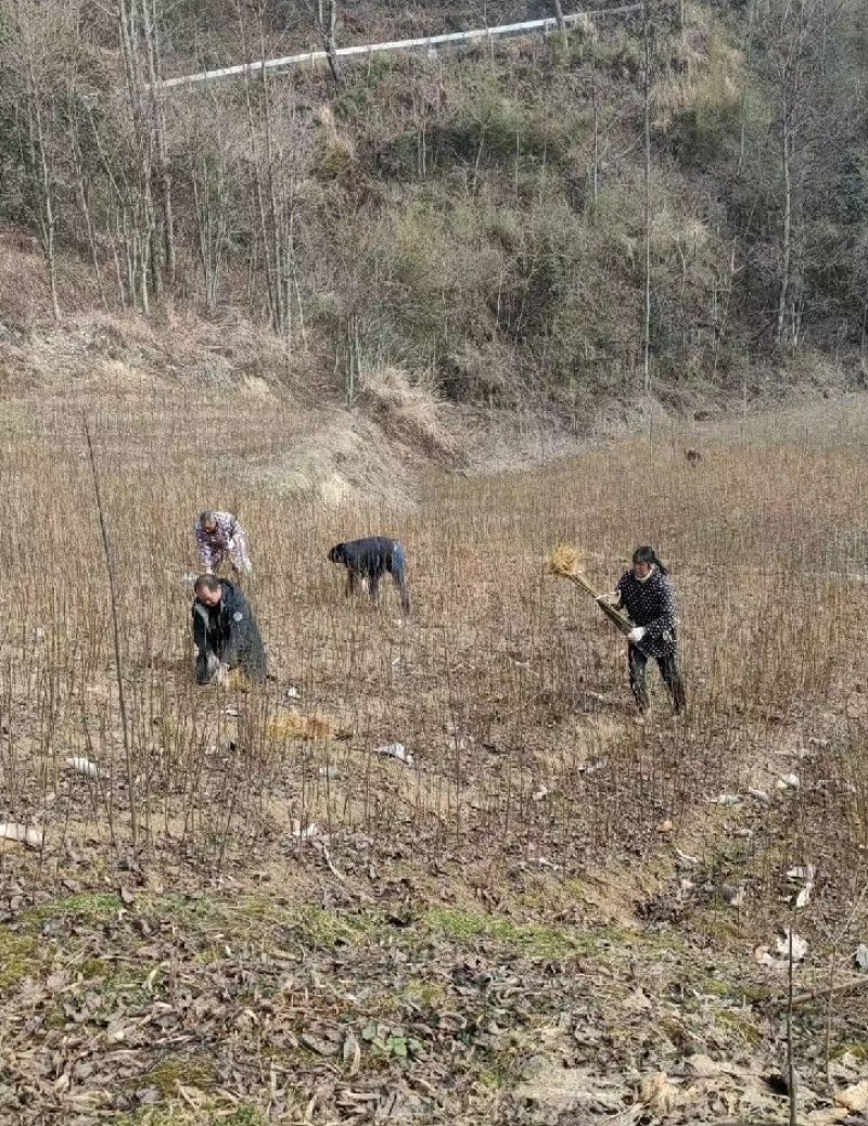 川黄柏苗比同类其它长的快皮厚药用价值高易成活见效快