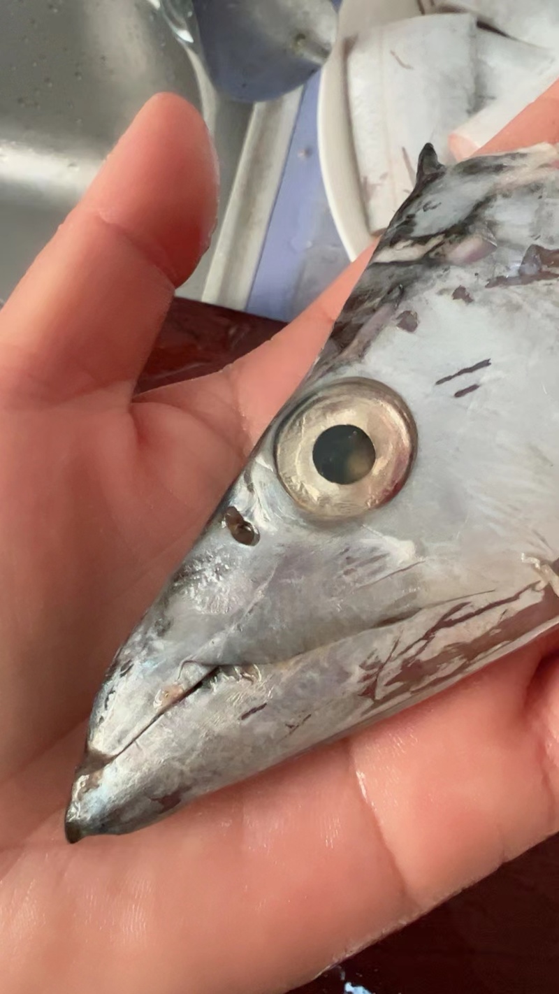 渤海湾小眼油带