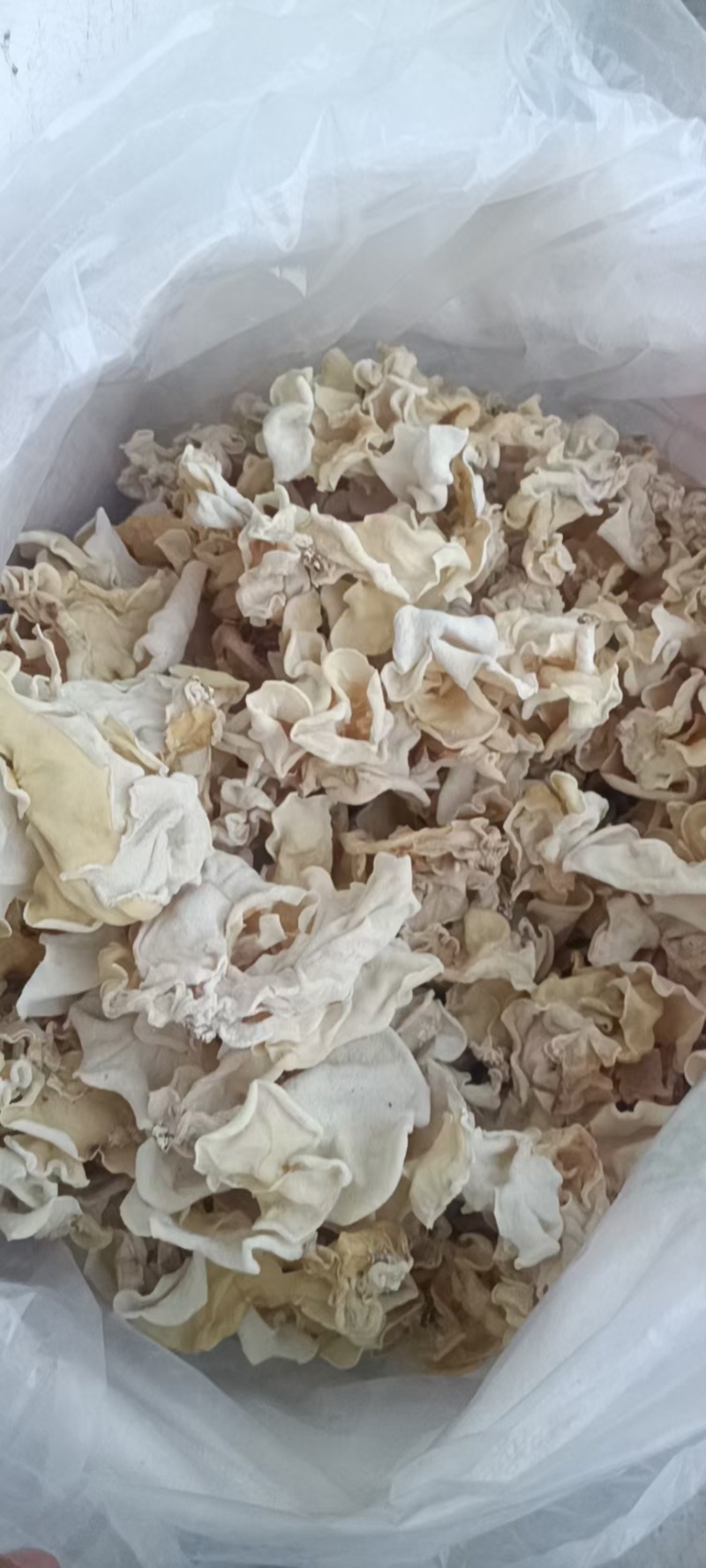 竹耳丝白木耳丝竹肚菌丝竹耳菌竹耳丝竹肚菌丝足干竹耳丝
