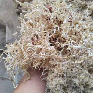 竹耳丝白木耳丝竹肚菌丝竹耳菌竹耳丝竹肚菌丝足干竹耳丝