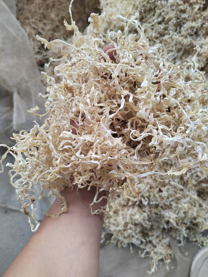 竹耳丝白木耳丝竹肚菌丝竹耳菌竹耳丝竹肚菌丝足干竹耳丝
