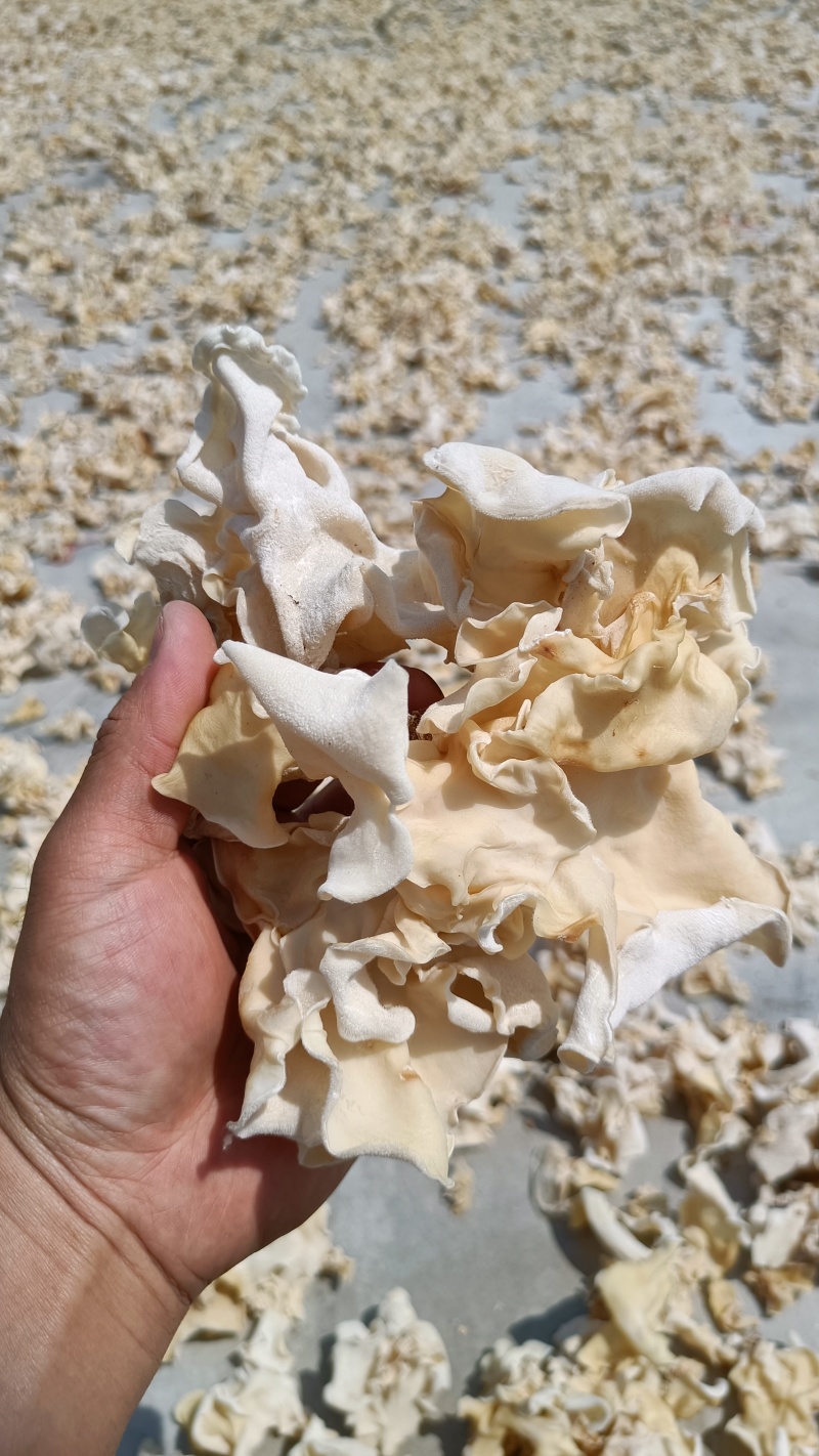 竹耳丝白木耳丝竹肚菌丝竹耳菌竹耳丝竹肚菌丝足干竹耳丝
