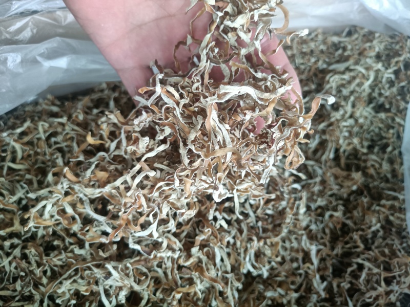竹耳丝白木耳丝竹肚菌丝竹耳菌竹耳丝竹肚菌丝足干竹耳丝
