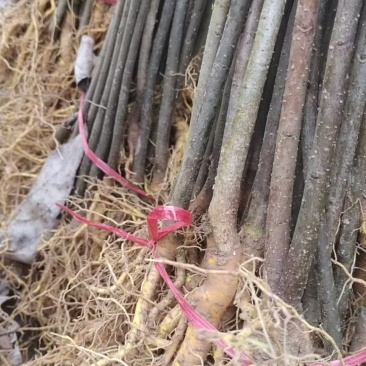 厚皮川黄柏苗