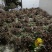 大通草种苗通草种苗质量保证