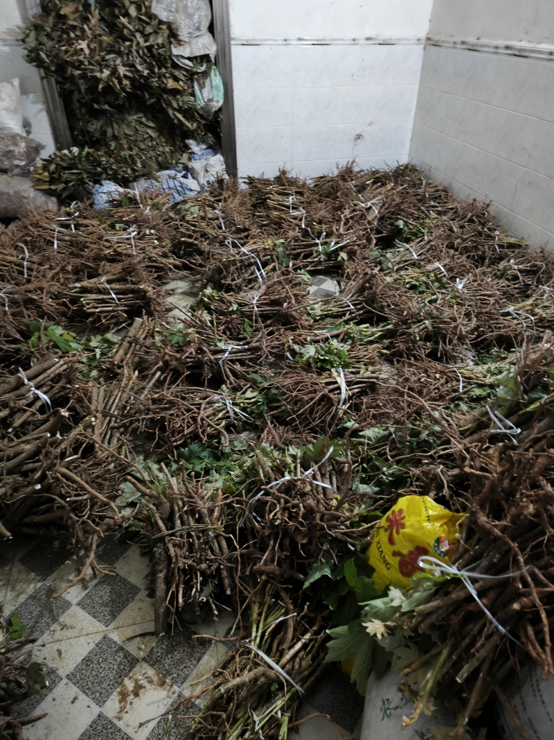 大通草种苗通草种苗质量保证