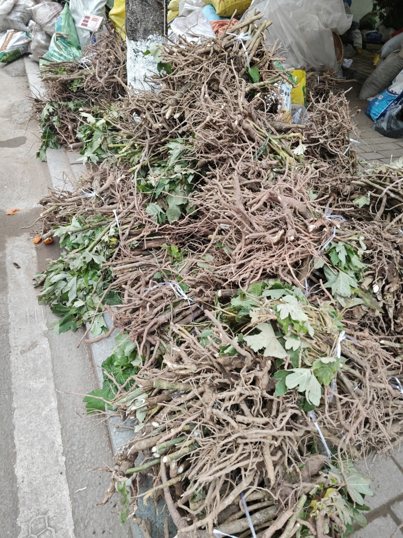 大通草种苗通草种苗质量保证