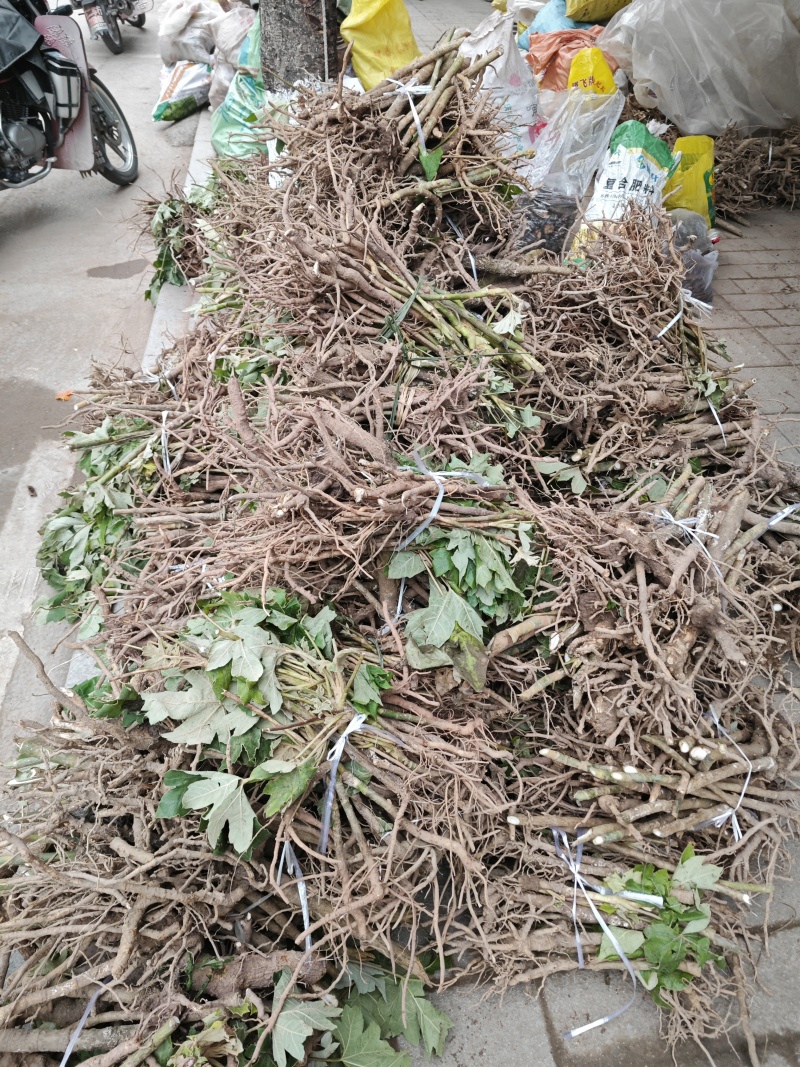 大通草种苗通草种苗质量保证