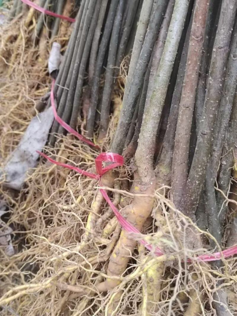 厚皮川黄柏苗