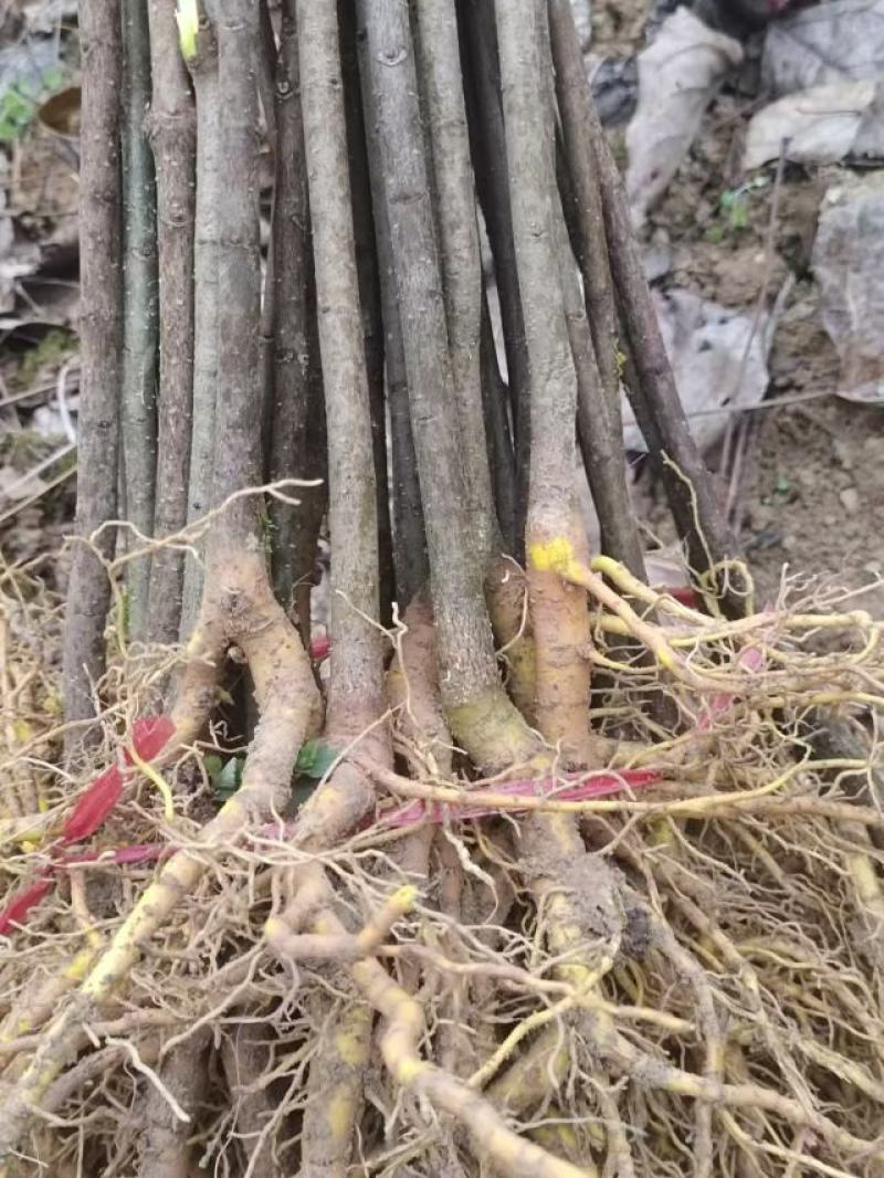 厚皮川黄柏苗