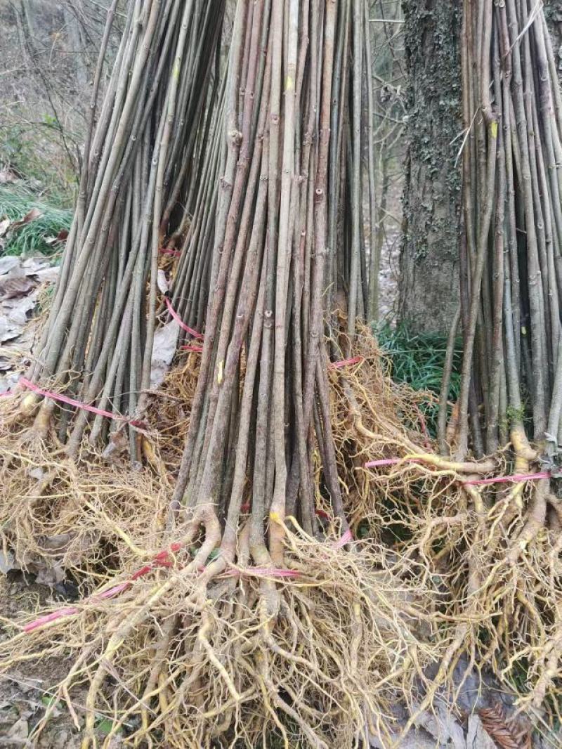 厚皮川黄柏苗
