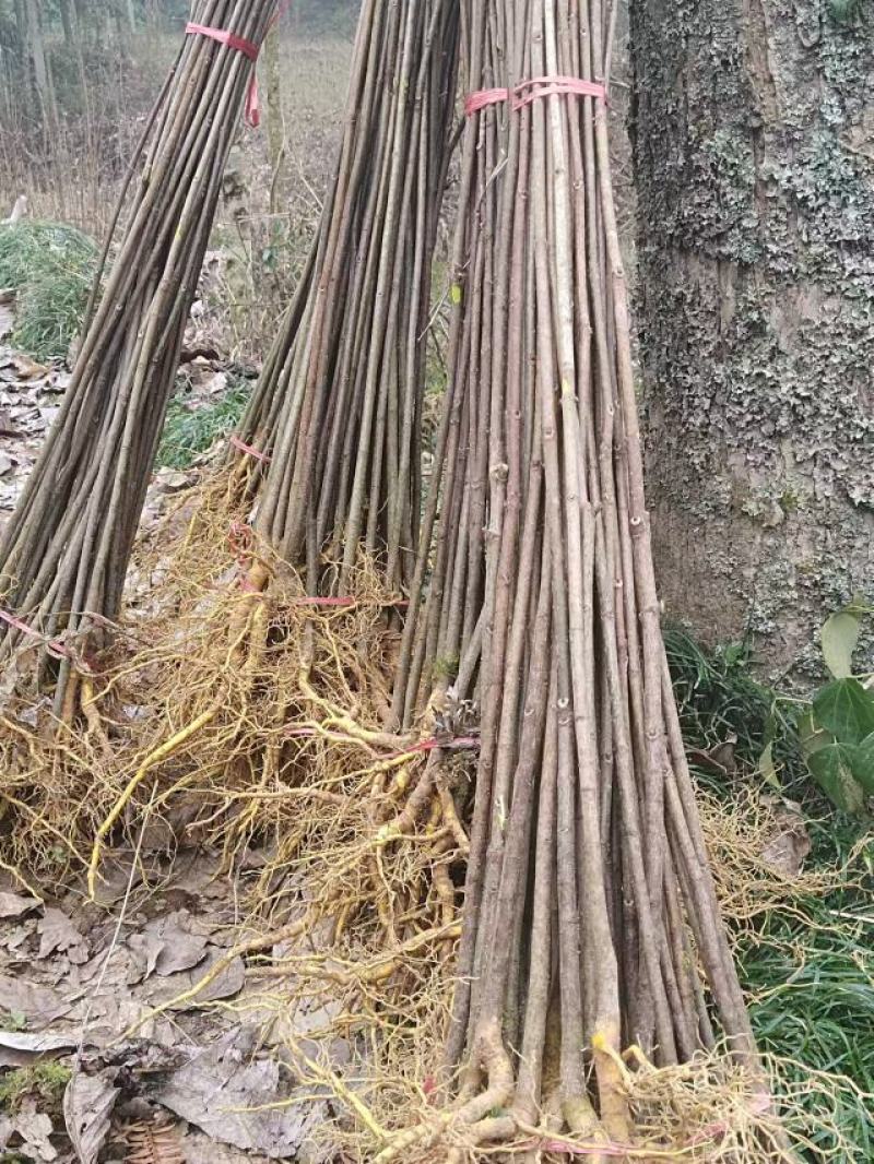 厚皮川黄柏苗