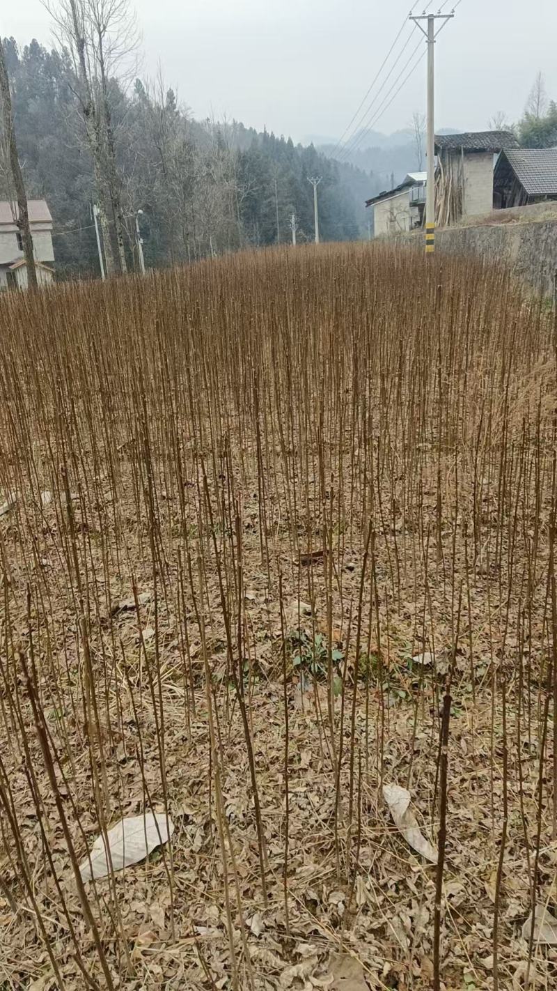 厚皮川黄柏苗