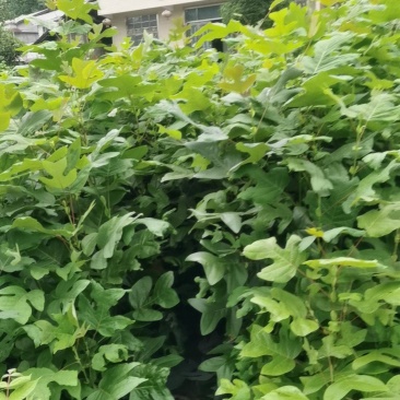 鹅掌楸（马褂木）